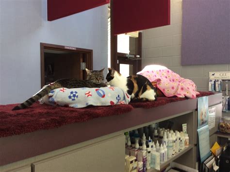 bath vet clinic