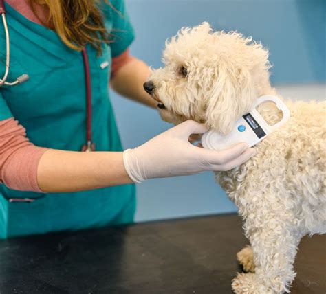 countryside vet clinic bolivar mo