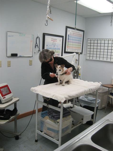 delphi vet clinic