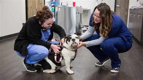 hancock vet clinic