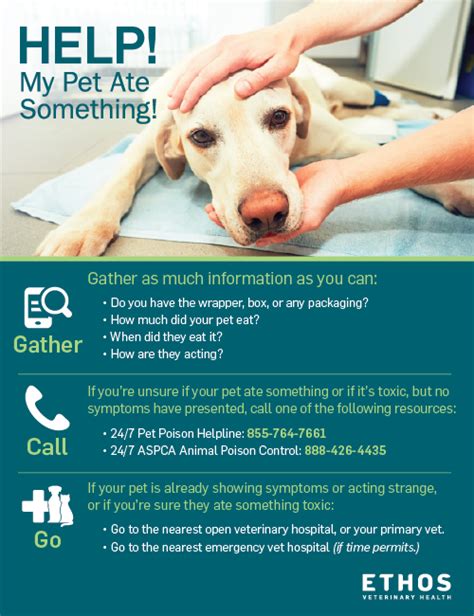 latham emergency vet clinic