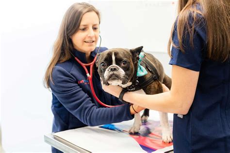 petmedic urgent care vet clinic warwick reviews