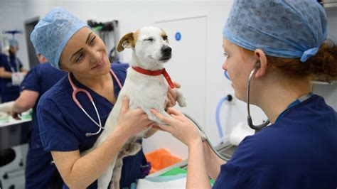 vet clinic jobs