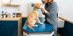 vet clinics open on sunday near me